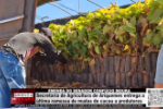 EMENDA DO SENADOR CONF&Uacute;CIO MOURA &ndash; Secretaria de Agricultura de Ariquemes entrega a &uacute;ltima remessa de mudas de cacau a produtores &ndash; V&iacute;deo
