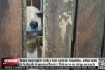 Nossa reportagem visita o novo canil de Ariquemes, antigo sal&atilde;o de festas do Ariquemes Country Club serve de abrigo para pets &ndash; V&iacute;deo