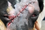 CRUELDADE SEM LIMITES: Cachorra sobrevive a ataque que quase lhe custou a vida em Jaru