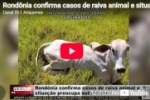 Rond&ocirc;nia confirma casos de raiva animal e situa&ccedil;&atilde;o preocupa autoridades &ndash; LIVE: ESTAMOS NO AR! PROGRAMA BRONCA DA PESADA