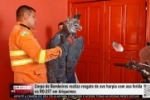 Corpo de Bombeiros realiza resgate de duas aves ex&oacute;ticas com asas feridas no mesmo fim de semana em Ariquemes &ndash; V&Iacute;DEO