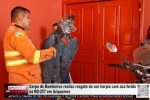 Corpo de Bombeiros realiza resgate de duas aves ex&oacute;ticas com asas feridas no mesmo fim de semana em Ariquemes &ndash; V&Iacute;DEO