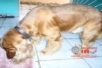 ARIQUEMES: Família procura por cachorro desaparecido do Setor 03