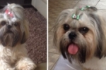 ARIQUEMES: Oferece recompensa quem encontrar esta cachorrinha da raça Shih–tzu