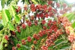 Famílias de Machadinho do Oeste e Vale do Anari são incentivadas a expandir lavoura cafeeira