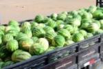 Banco de Alimentos recebe doação de 3.500 quilos de melancia de produtor