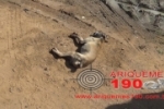 ARIQUEMES: Marginais matam cachorro para furtar em loja de máquinas agrícolas