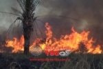 ARIQUEMES: Incêndio em pasto de grandes proporções destrói vegetação na BR–421