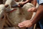 Prazo para vacinação contra febre aftosa termina no dia 15, terça–feira, em Rondônia