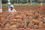 Agricultores familiares investem no cultivo de inhame em Rondônia