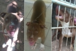 ARIQUEMES: Casal de cachorros Pit Bull desaparece no Jardim Vitória