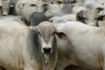 Governo de Rondônia reduz imposto da carne para incentivar exportação