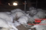 ARIQUEMES: Vendaval derruba fio de alta tensão que mata mais de 50 cabeças de gado