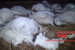 ARIQUEMES: Vendaval derruba fio de alta tensão que mata 50 cabeças de gado