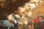 ARIQUEMES: Pá carregadeira é utilizada para enterrar gado morto eletrocutado