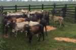 JARU: Polícia recupera gado que havia sido furtado em propriedade de Ji–Paraná