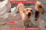 ARIQUEMES: Cachorra da raça Labrador desaparece no Setor 06