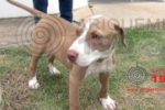 ARIQUEMES: Usuário de drogas furta cachorro da própria mãe e vende para vizinho