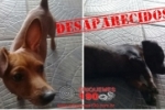 ARIQUEMES: Proprietários procuram casal de cachorros desaparecidos no BNH