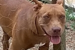 ARIQUEMES: Cachorra pit bull desaparece no Setor 02