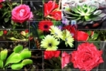 ARIQUEMES: A 10ª Feira das Flores de Holambra está imperdível