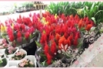 ARIQUEMES: Feira das Flores de Holambra acaba neste domingo – NÃO PERCA!