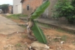 ARIQUEMES: Moradores "plantam" bananeira com foto do prefeito em protesto no Setor 09 – Vídeo