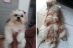 ARIQUEMES: Proprietários oferecem Kit da Expoari para recuperar cachorrinha desaparecida