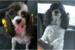ARIQUEMES: Cachorrinha Poodle desaparece no Setor 05