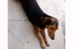 ARIQUEMES: Cachorrinha desaparece no Setor 09
