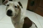 ARIQUEMES: Cachorra Pit Bull desaparece no Jardim Europa