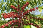 Governo vai comprar café robusta produzido em Rondônia; licitação será realizada no dia 5 de dezembro