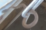 ARIQUEMES: Bombeiros capturam Cobra–Cipó em quarto de residência no Setor 04