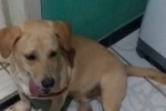 PROCURO MEU DONO:  Este cachorrinho foi achado no Setor 02 em Ariquemes