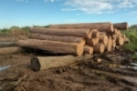 PORTO VELHO: Polícia Federal deflagra operação de combate ao desmatamento do Parque Nacional do Mapinguari