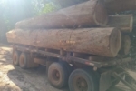 Polícia Federal realiza operação de combate à exploração ilegal de madeiras no interior da Reserva Roosevelt