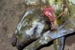 BIZARRO: Bezerro nasce com duas cabeças e sete patas e assusta moradores de Rondônia
