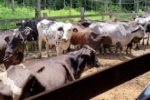 Secretaria de Agricultura realiza inseminação artificial para melhoramento genético em bovino leiteiro por meio do Programa “Mais pecuária Brasil”
