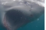 Vídeo: Mergulhador tem encontro assustador com tubarão–branco