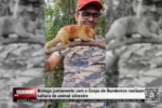 Biólogo juntamente com o Corpo de Bombeiros realizam soltura de animal silvestre – Vídeo