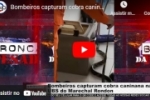 Bombeiros capturam cobra caninana na UBS do Marechal Rondon – LIVE: ESTAMOS NO AR! PROGRAMA BRONCA DA PESADA 